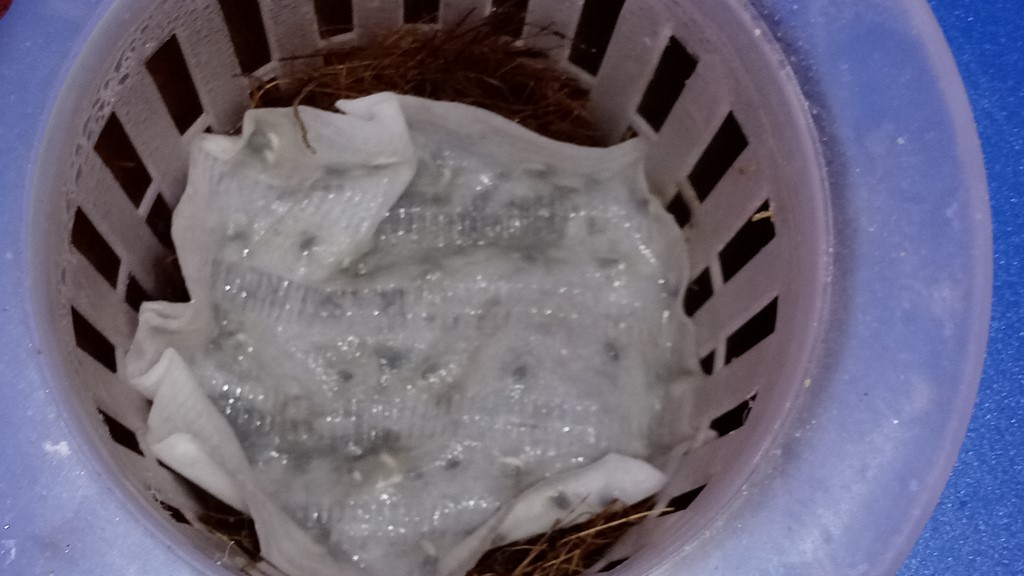 Keller | projekt-aquaponica